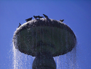 brunnen_tauben_m